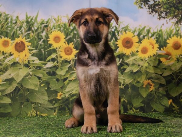 German Shepherd DOG Male Black / Tan 15889 Petland Iowa City, Iowa