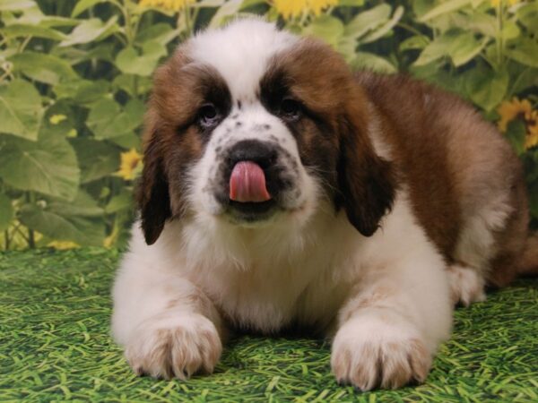 Saint Bernard DOG Male Black White / Brown 15890 Petland Iowa City, Iowa