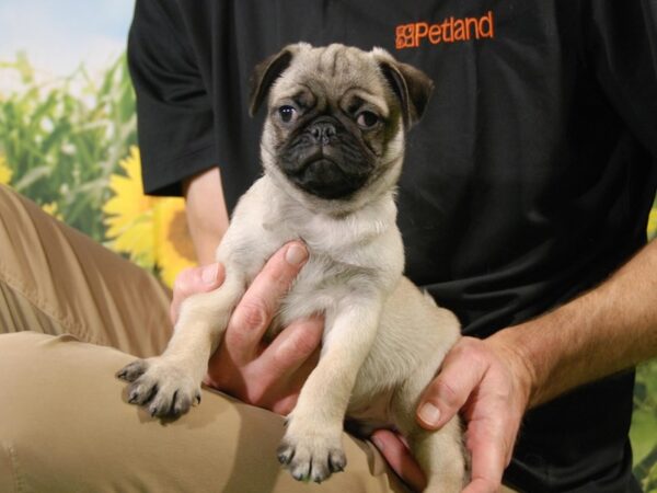 Pug DOG Male fAWN 15878 Petland Iowa City, Iowa