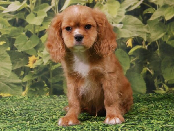 Cavalier King Charles Spaniel/Cocker Spaniel-DOG-Male-Tan-15881-Petland Iowa City, Iowa