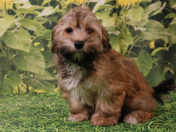 Havanese DOG Male Sable 15814 Petland Iowa City, Iowa