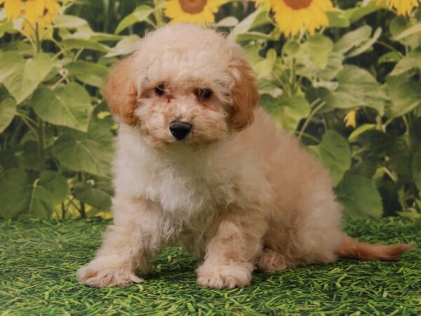 Bichon Frise/Poodle DOG Male Apricot 15813 Petland Iowa City, Iowa