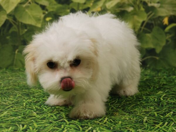 Bichon Frise/Havanese DOG Male White & Tan 15810 Petland Iowa City, Iowa