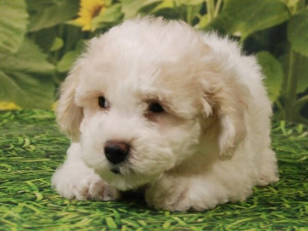 Bichon Frise / Poodle DOG Female CREAM 15894 Petland Iowa City, Iowa