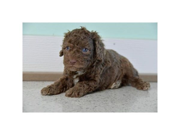 Poodle DOG Male Chocolate Merle 15916 Petland Iowa City, Iowa