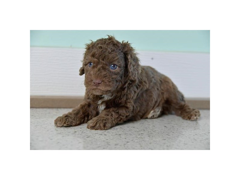 Poodle Dog Male Chocolate Merle 15916