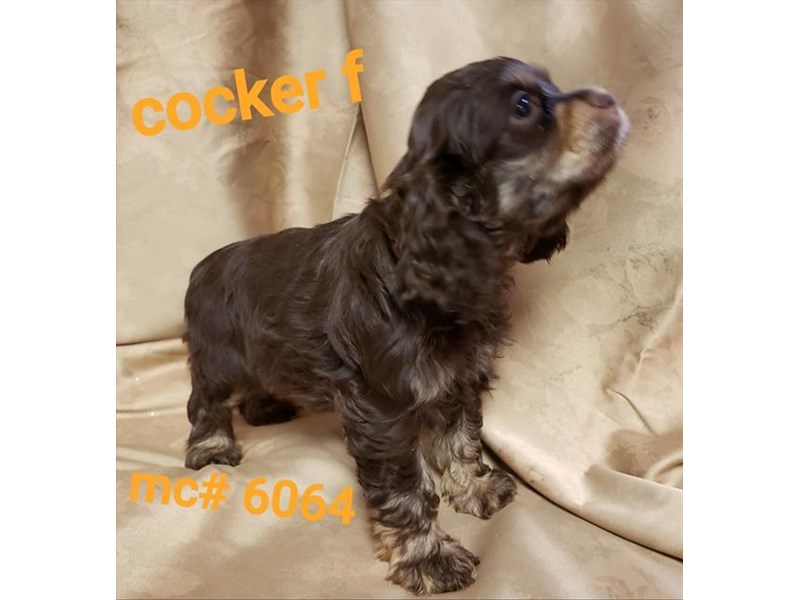 Cocker Spaniel Dog Female Chocolate 15911