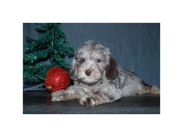 Schnoodle DOG Male Chocolate Merle 15919 Petland Iowa City, Iowa