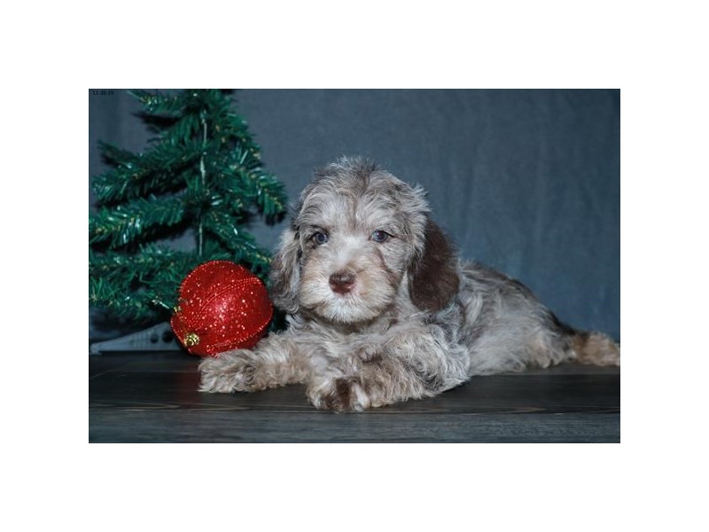 Schnoodle Dog Male Chocolate Merle 15919