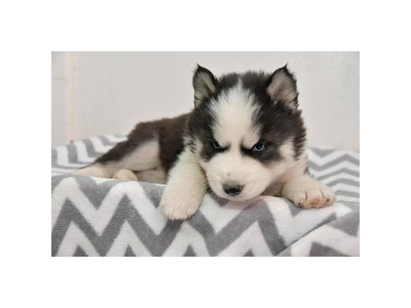 Siberian Husky Dog Male Black / White 15918