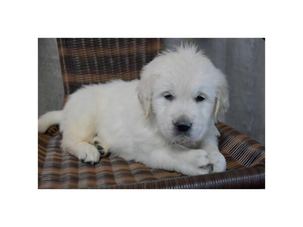 Golden Retriever DOG Male Light Golden 15914 Petland Iowa City, Iowa