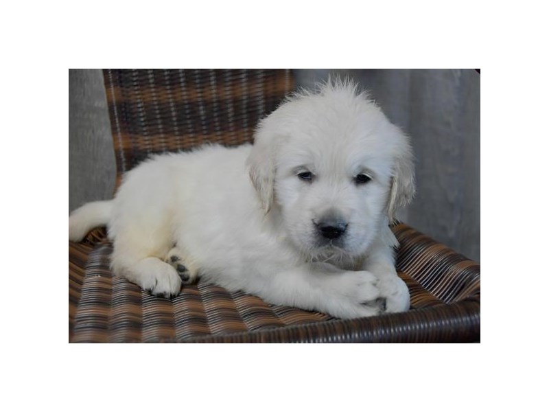 Golden Retriever Dog Male Light Golden 15914