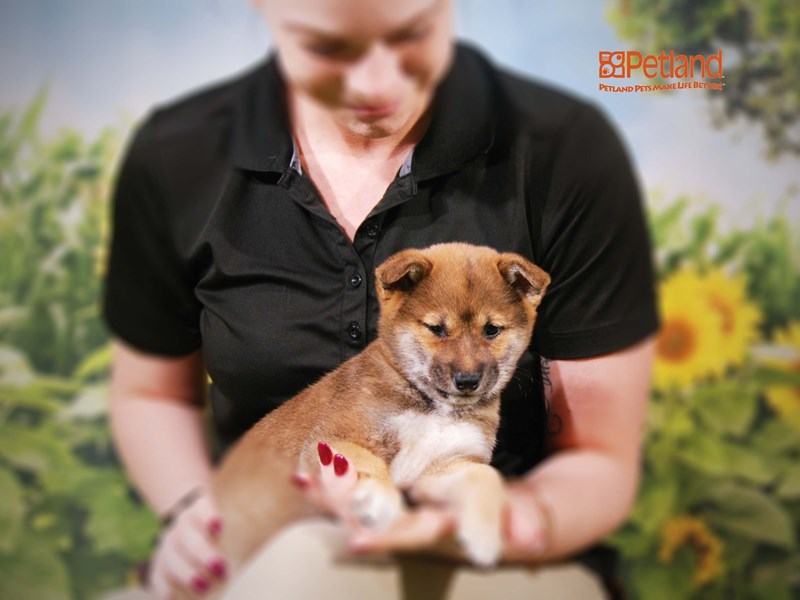 Shiba Inu Dog Female Red / Black 15917