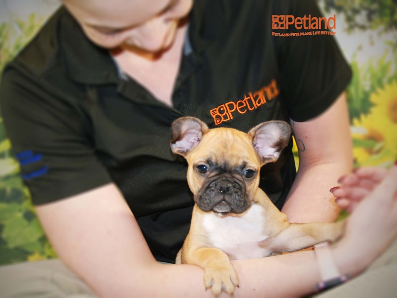 French Bulldog Dog Male Fawn 15913