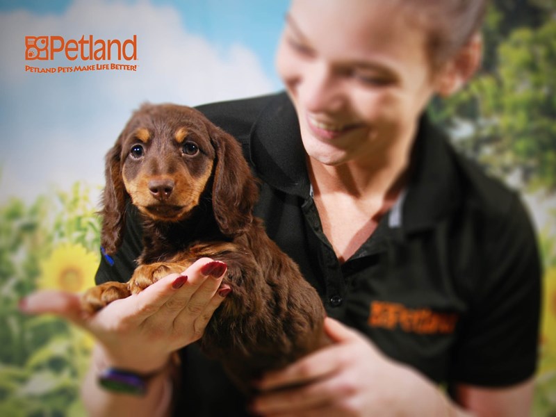 Dachshund Dog Female Chocolate / Tan 15912