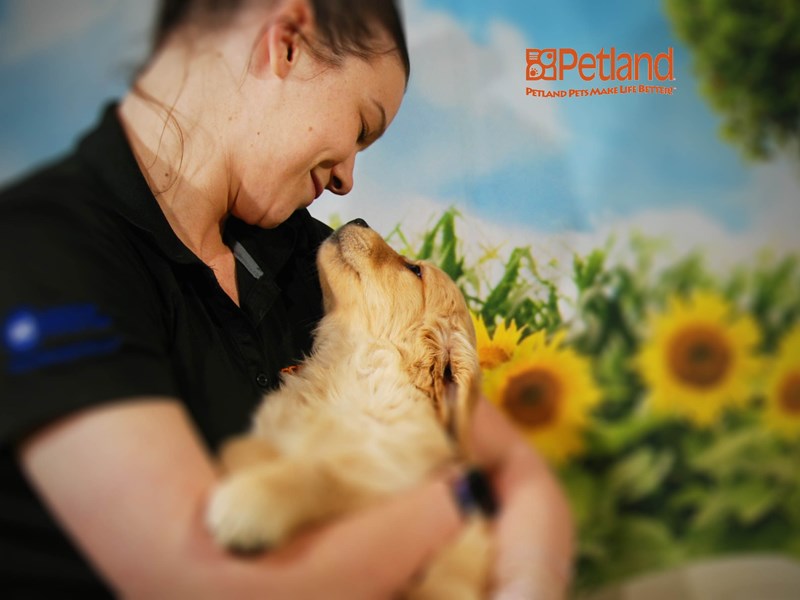 Golden Retriever Dog Female Golden 15915
