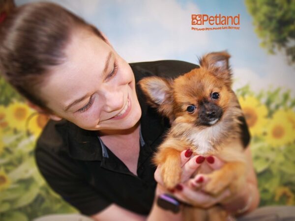 Chihuahua DOG Female 15910 Petland Iowa City, Iowa