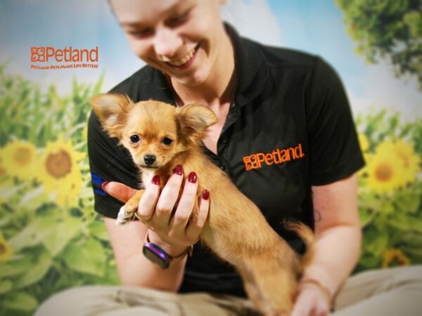 Chihuahua-DOG-Female--15908-Petland Iowa City, Iowa