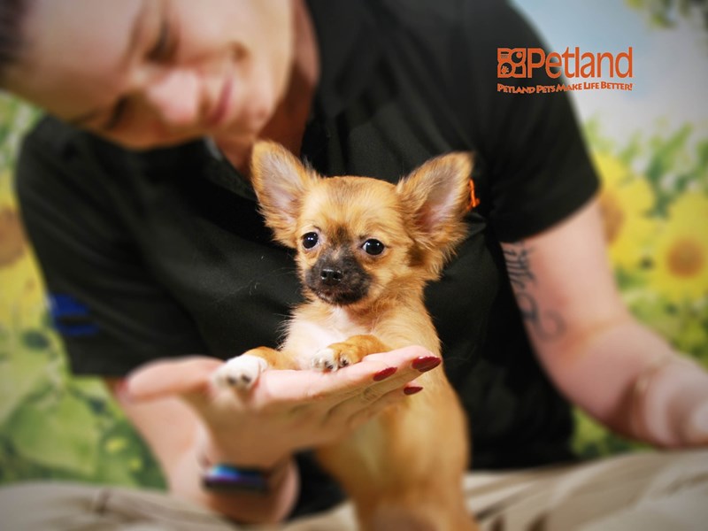 Chihuahua Dog Female 15909