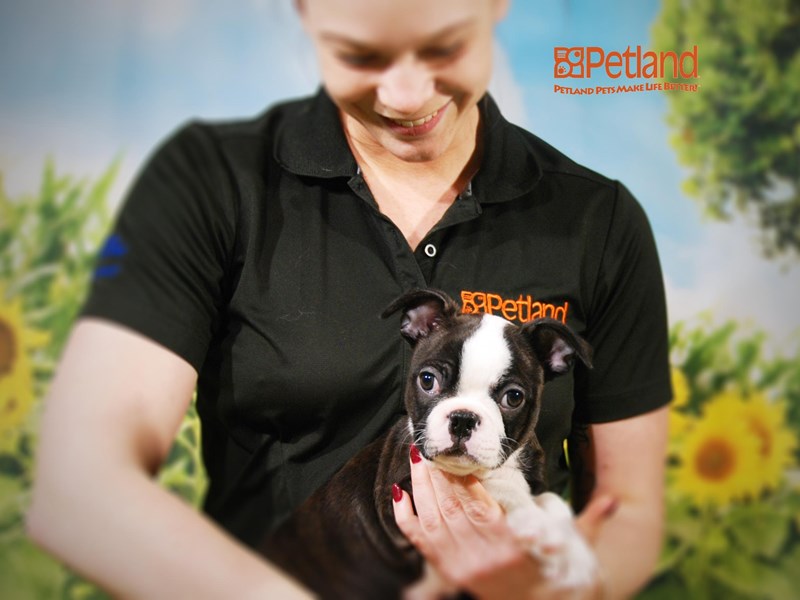 Boston Terrier Dog Male Black brindle white 15905