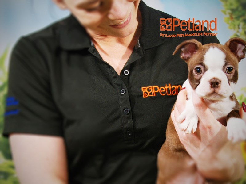 Boston Terrier Dog Female Red/White 15906