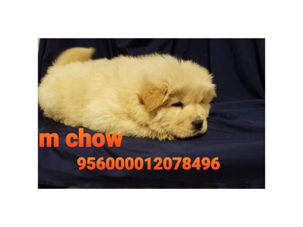 Chow Chow DOG Male Cream 15921 Petland Iowa City, Iowa