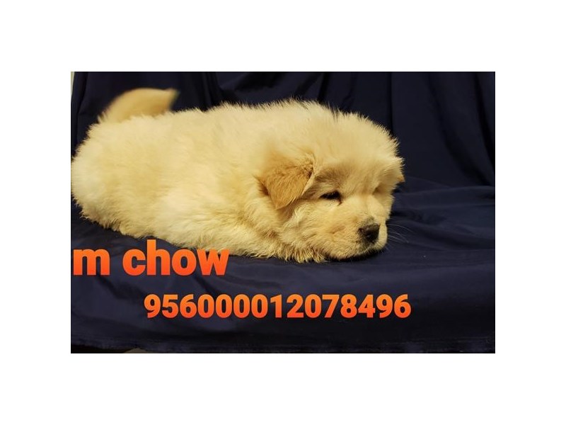 Chow Chow Dog Male Cream 15921