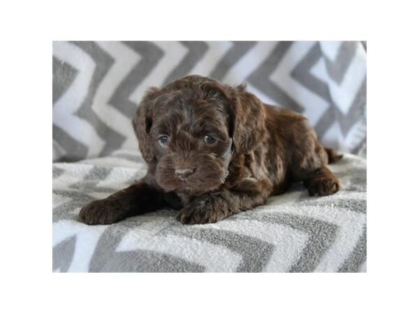 Cockapoo DOG Female Chocolate / Tan 15928 Petland Iowa City, Iowa