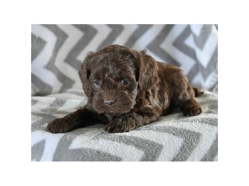 Cock A Poo Dog Female Chocolate / Tan 15928