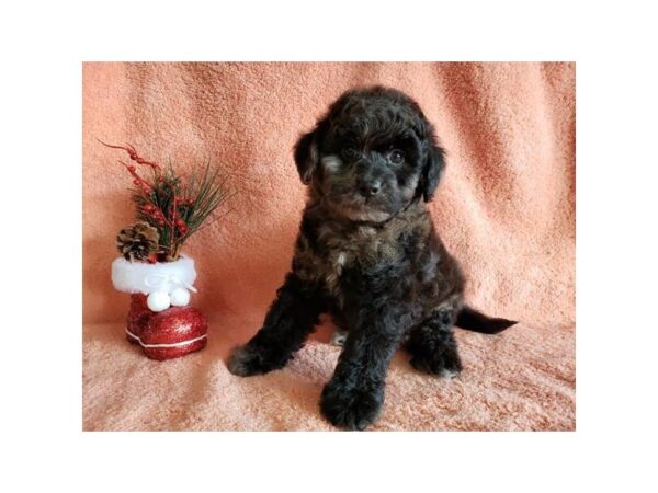 Saint Bernard/Miniature Poodle DOG Male Chocolate Merle 15929 Petland Iowa City, Iowa