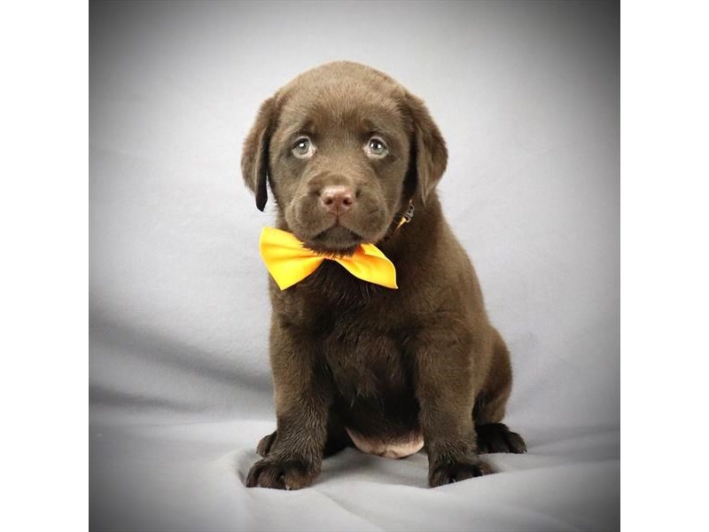 Labrador Retriever Dog Male Chocolate 15943