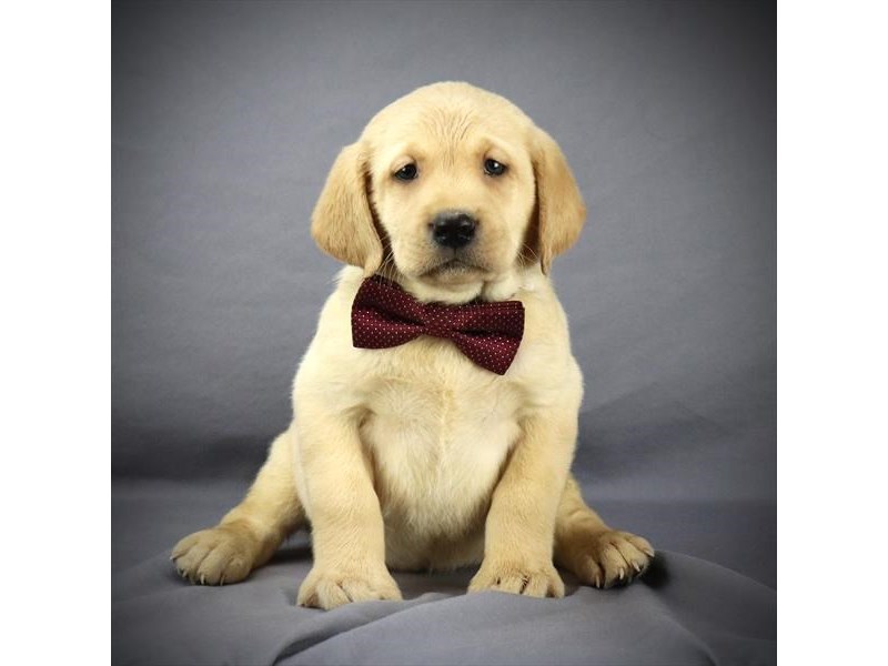 Labrador Retriever Dog Male Yellow 15935