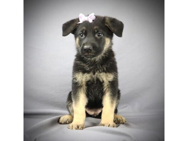 German Shepherd DOG Female Black & Tan 15934 Petland Iowa City, Iowa