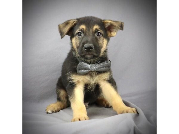 German Shepherd DOG Male Black & Tan 15933 Petland Iowa City, Iowa