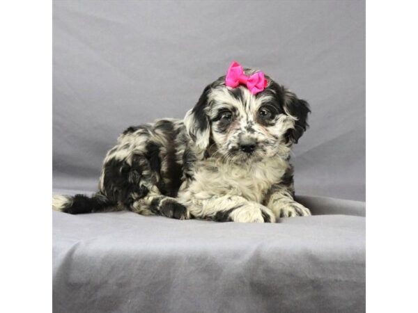 Mini Labradoodle DOG Female Blue Merle 15932 Petland Iowa City, Iowa