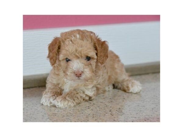 Poodle DOG Female Golden 15948 Petland Iowa City, Iowa