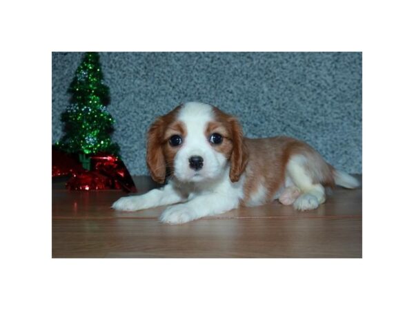 Cavalier King Charles Spaniel DOG Female Blenheim 15946 Petland Iowa City, Iowa