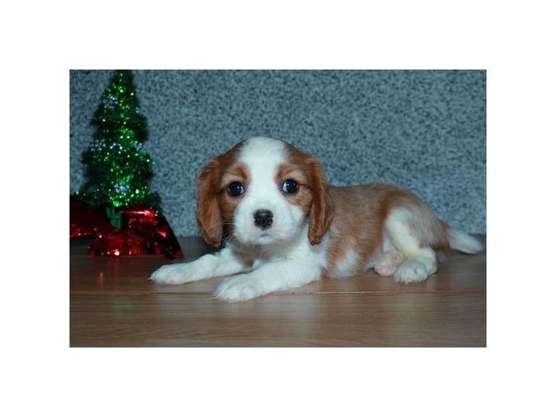 Cavalier King Charles Spaniel Dog Female Blenheim 15946