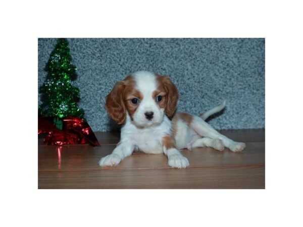 Cavalier King Charles Spaniel DOG Male Blenheim 15947 Petland Iowa City, Iowa