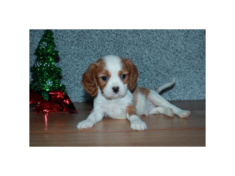 Cavalier King Charles Spaniel Dog Male Blenheim 15947