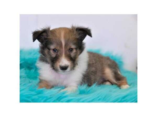 Shetland Sheepdog DOG Male Sable / White 15949 Petland Iowa City, Iowa