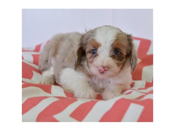 Miniature Australian Shepherd/Poodle DOG Female Red Merle 15951 Petland Iowa City, Iowa