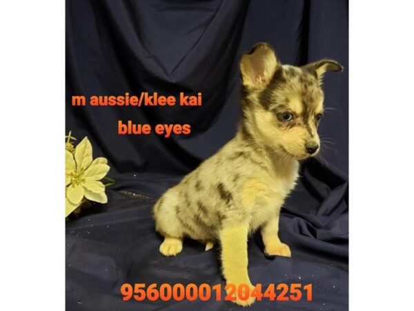 Australian Shepherd/Alaskan Klee Kai DOG Male Blue Merle 15953 Petland Iowa City, Iowa