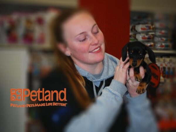 Dachshund DOG Female Black / Tan 15922 Petland Iowa City, Iowa