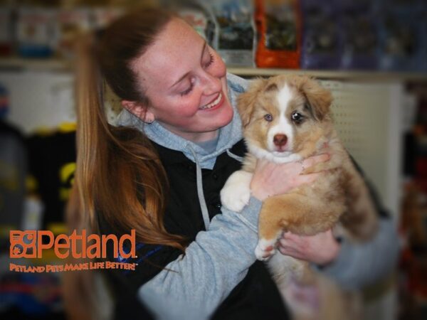 Australian Shepherd DOG Male Red Merle 15920 Petland Iowa City, Iowa