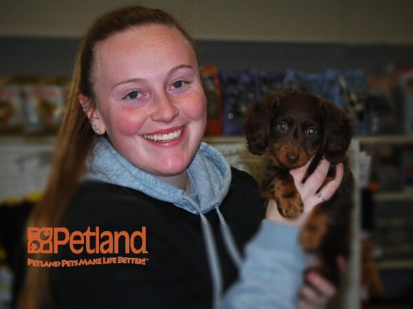 Dachshund DOG Male Chocolate / Tan 15923 Petland Iowa City, Iowa