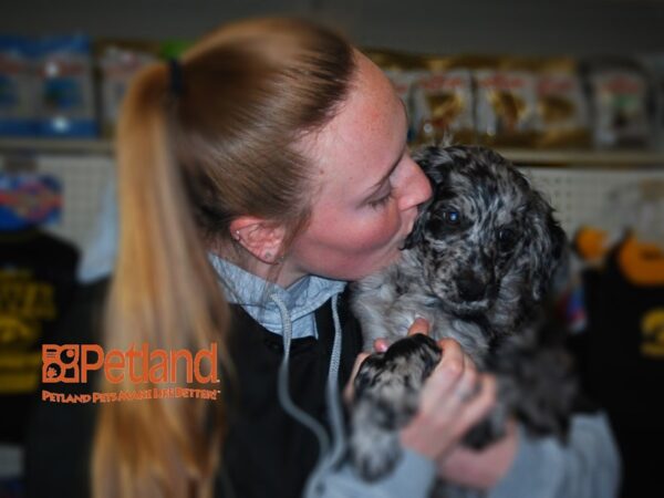 Standard Poodle/Australian Shepherd-DOG-Female-Blue Merle-15927-Petland Iowa City, Iowa