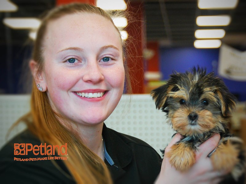 Morkie Dog Female Black & Rust 15940