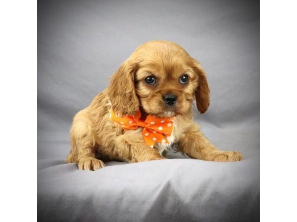 Cavalier King Charles Spaniel DOG Male Ruby 15960 Petland Iowa City, Iowa