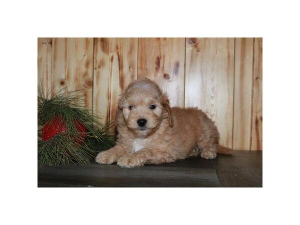 Goldendoodle Mini 2nd Gen DOG Male Apricot 15971 Petland Iowa City, Iowa